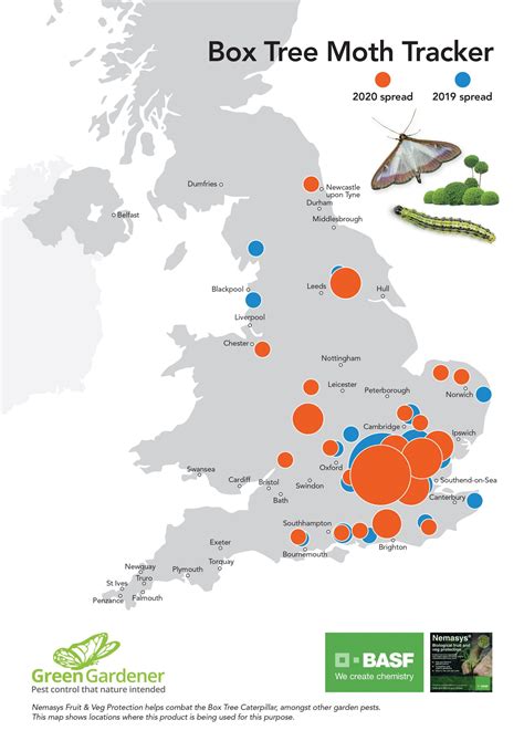 box tree moth distribution map|box tree moth damage images.